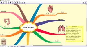 A mind map about body systems on a yellow background. Each arm off of the middle is a different colour and there are pictures of the different body systems for each branch.